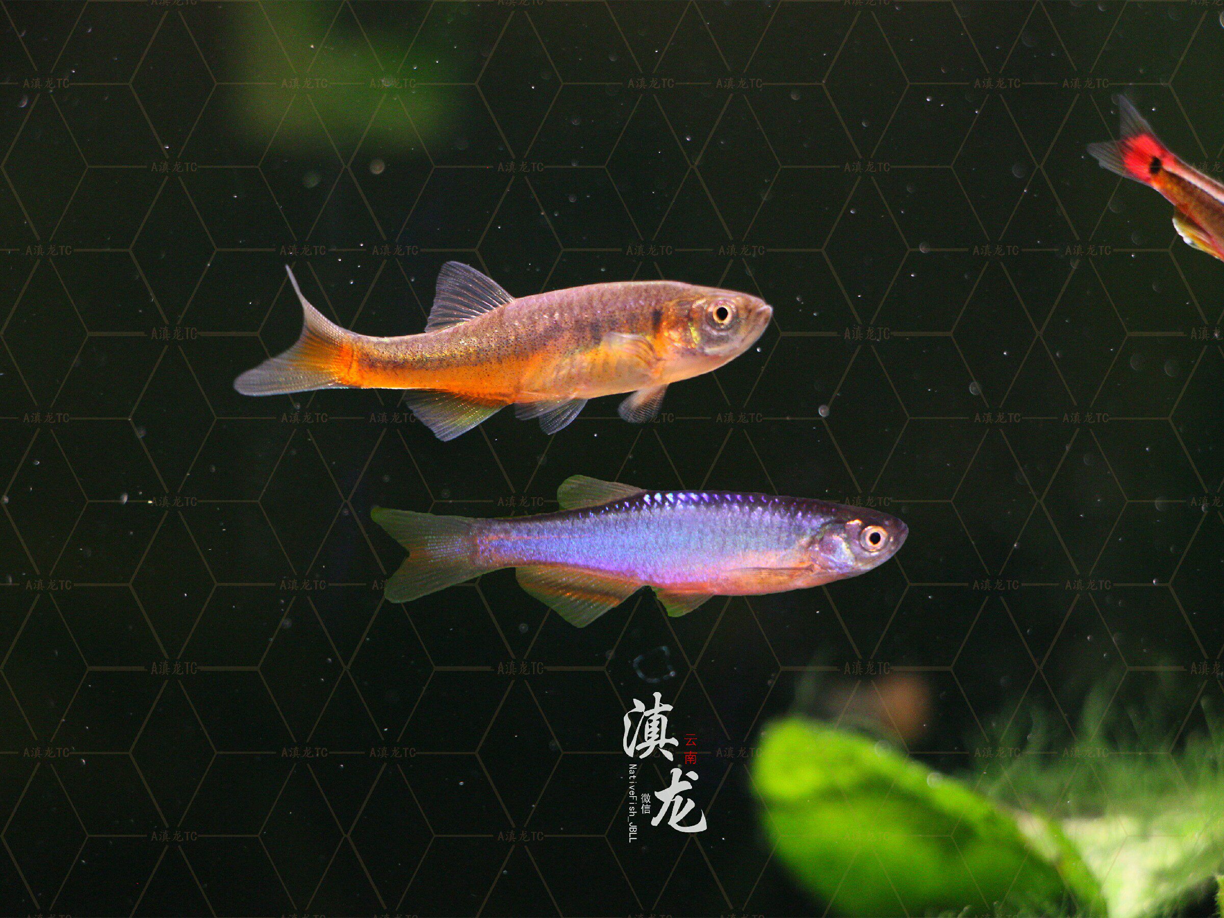 滇西低线鱲丽色低线鱲云南高端原生鱼观赏鱼长鳍马口宽鳍鱲冷水鱼_虎窝淘