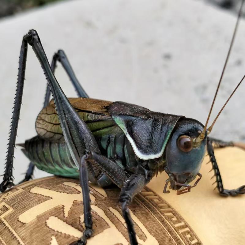 精品活虫带笼子饲料绿叫平谷发鸣虫炮筒新脱铁皮绿蝈蝈蝈蝈山青 - 图0