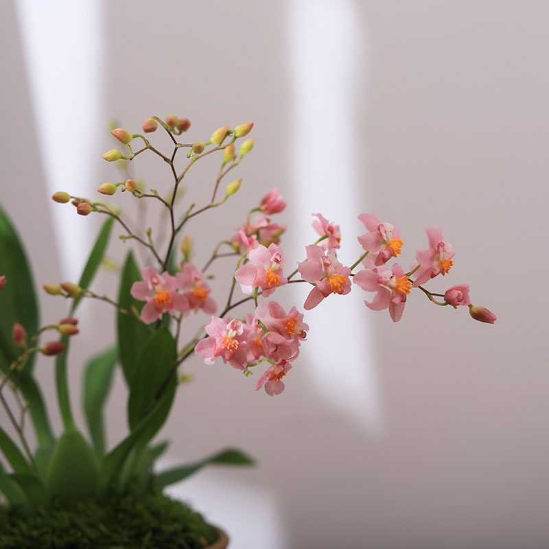 文心兰盆景小兰花办公室绿植桌面盆栽香味浓郁好养花卉植物摆件,淘宝优惠券,粉丝福利购,淘宝优惠卷