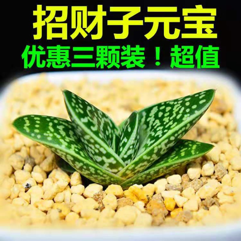 多肉盆栽组合万重山仙人掌植物花卉办公室桌面客厅防辐射肉肉绿植