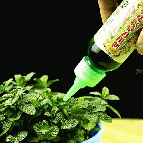 薄荷盆栽可食用 水培薄荷驱蚊提神新鲜薄荷叶办公室绿植薄荷苗 - 图2