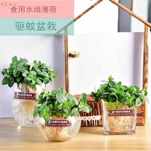 薄荷盆栽可食用 水培薄荷驱蚊提神新鲜薄荷叶办公室绿植薄荷苗 - 图0