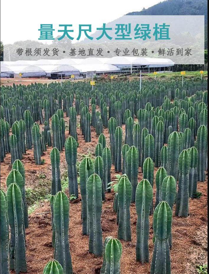 仙人柱 量天尺 仙人掌 无刺天轮柱 室内盆栽植物 抗防辐射 将军柱_虎窝淘