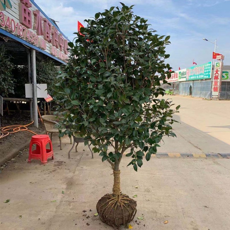 庭院耐寒山茶花冬季四季常青花卉耐冬茶花楼顶耐冻大型树苗绿植花