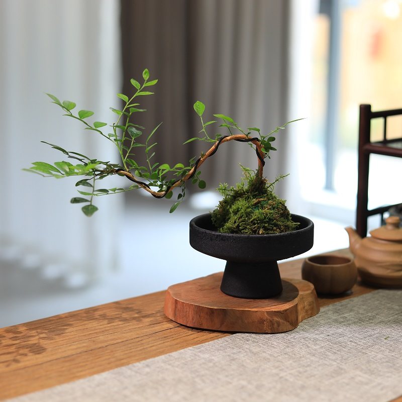 苔藓球绿植水培植物悬崖九里香室内桌面小盆栽茶台植物摆件好养,淘宝优惠券,粉丝福利购,淘宝优惠卷