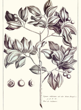 美式风植物图谱喷绘黑白画心