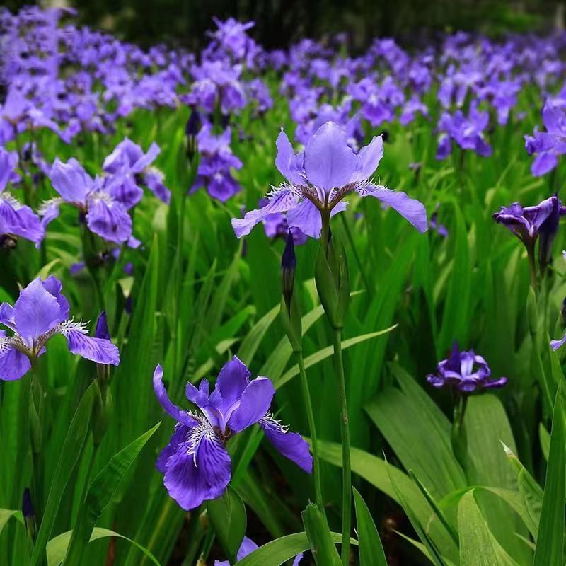 鸢尾花庭院河道绿植水生地栽花卉再立花蓝花鸢尾苗黄菖蒲耐寒盆栽 - 图0