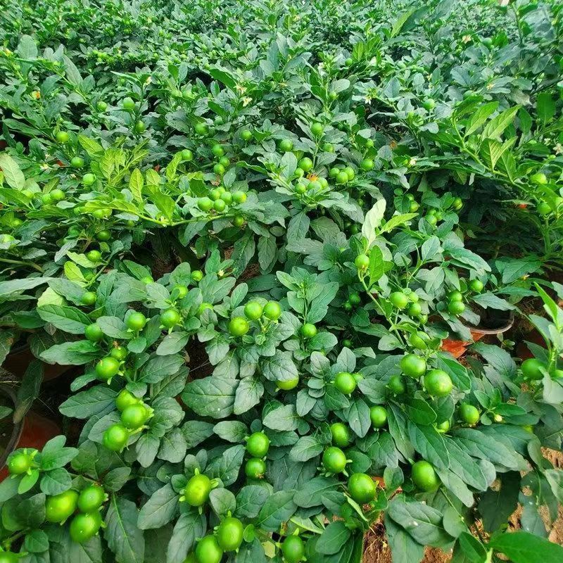 耐热耐寒多年生冬珊瑚食用吉庆果红珊瑚豆看樱桃四季果野海椒盆栽 - 图0