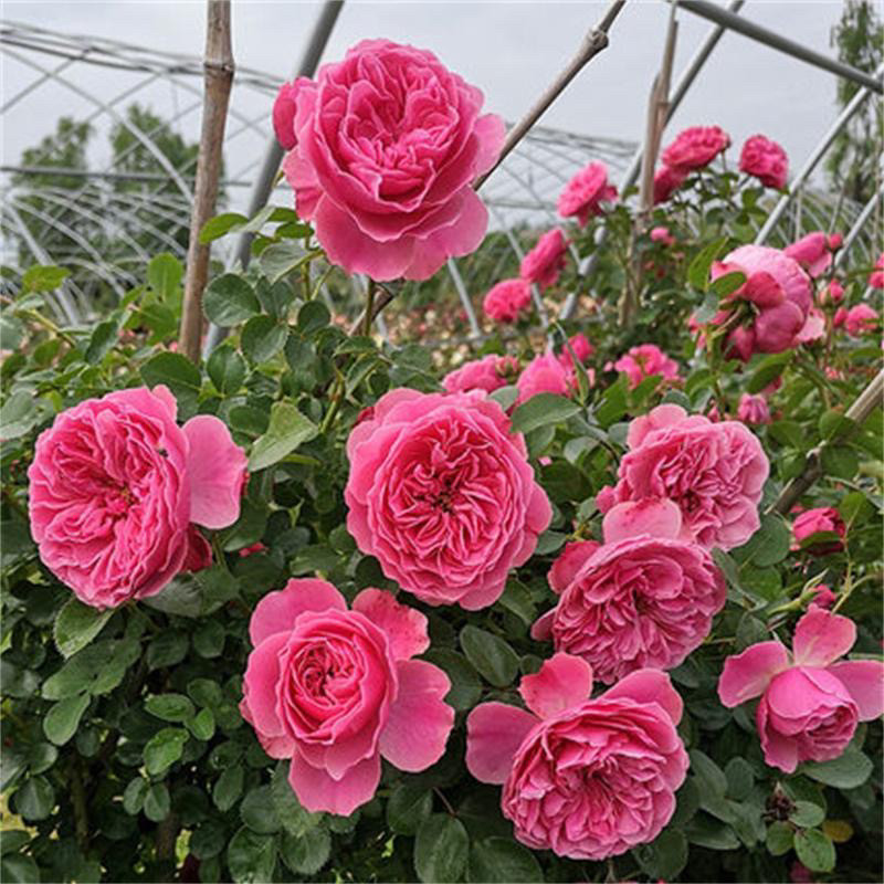 粉色达芬奇藤本月季花苗阳台庭院爬藤蔷薇中等花玫瑰花卉植物,淘宝优惠券,粉丝福利购,淘宝优惠卷