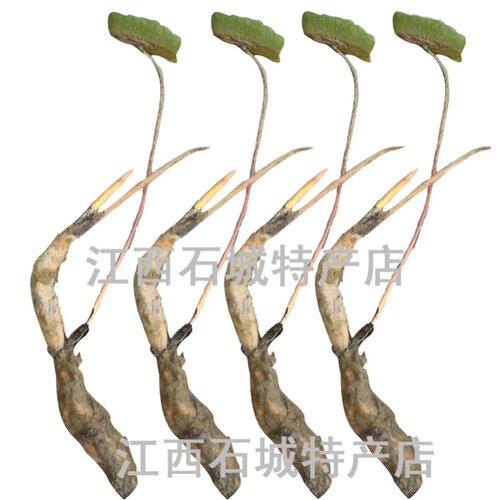 太空莲36号莲子种苗建宁广昌白莲湘莲莲子莲藕种苗产莲红花莲种苗 - 图3