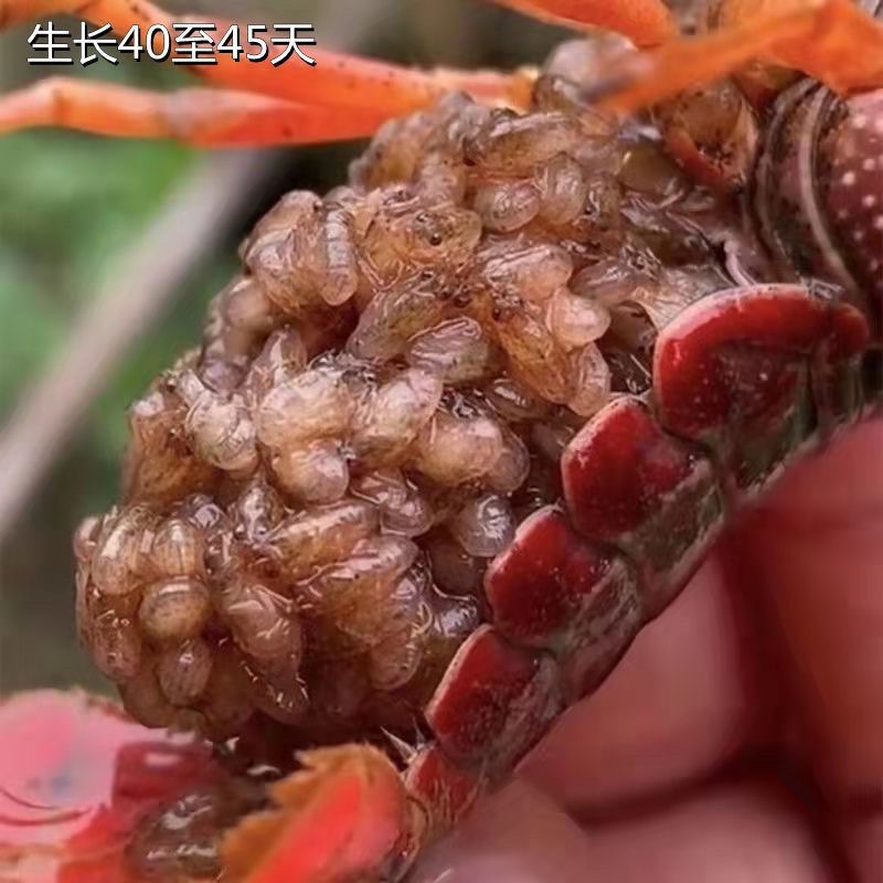 小龙虾苗种虾抱卵青虾活体虾淡水龙虾苗优质幼苗培育基地活虾