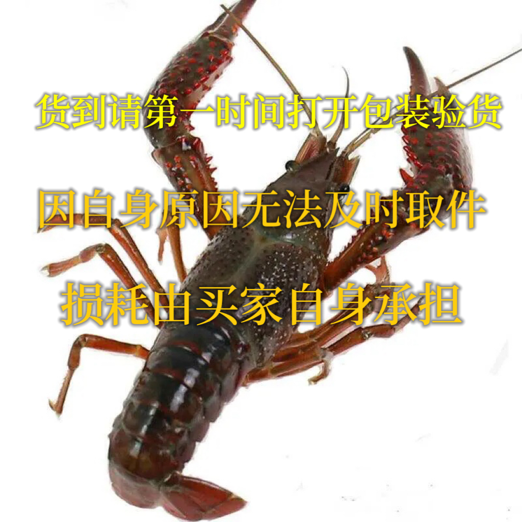小龙虾苗种虾抱卵青虾活体虾淡水养殖龙虾苗优质苗种小龙虾苗种