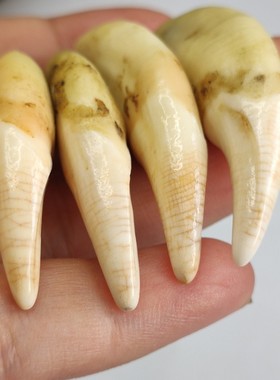 民间饰品带血横纹狼牙形吊坠真藏獒大号黑狗牙齿男女项链儿童礼物