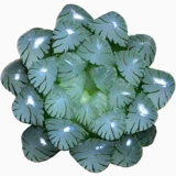 OB1 Ледяной Фонарь Юлу Маомотер, один из сочных сортов растений, подлинные ледяные фонари в нефритовой росе