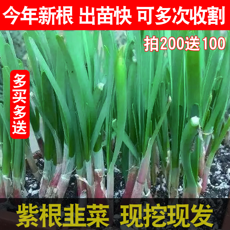 韭菜根苗现挖宽叶紫根韭菜苗紫红根四季阳台盆栽小叶绿色蔬菜根苗 - 图2