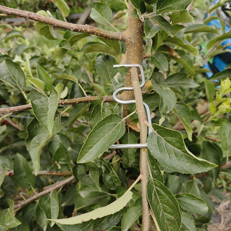 果树拉枝器定型器拿弯器梨树树枝拉直压弯开角别枝神器苹果樱桃树_虎窝淘