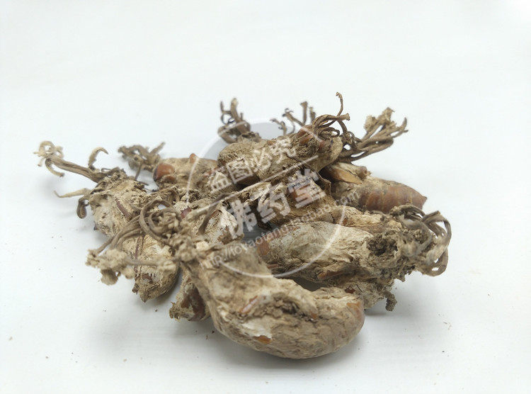 金蝉花 中药材 土蝉花 蝉菌 蝉蛹草 蛹茸虫