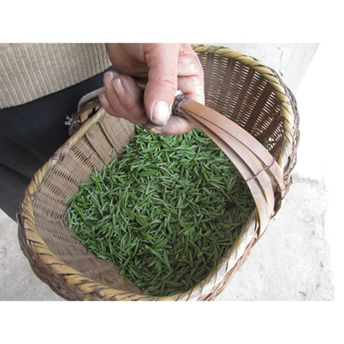 上市绿茶信阳毛尖 2026新茶叶 头采明前高山嫩芽 老旱茶 自产自销 - 图0