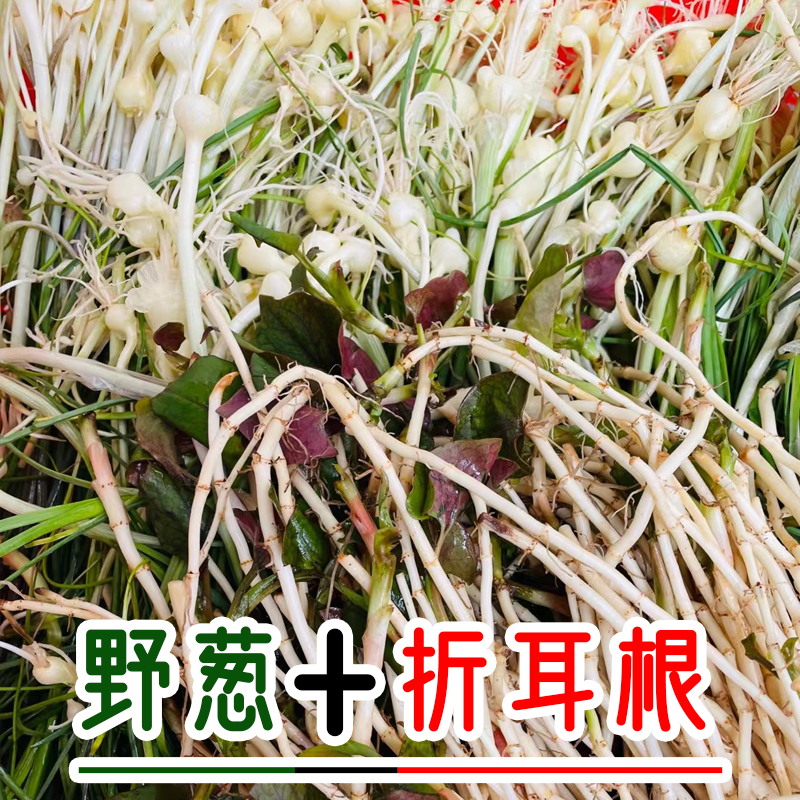 【现拌现发】野葱凉拌折耳根辣椒酱新鲜鱼腥草节节根即食凉菜400g - 图0