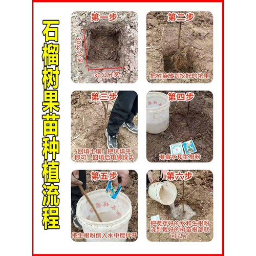 石榴树树苗突尼斯软籽石榴苗特大带土盆栽庭院果树无籽甜石榴树苗 - 图2