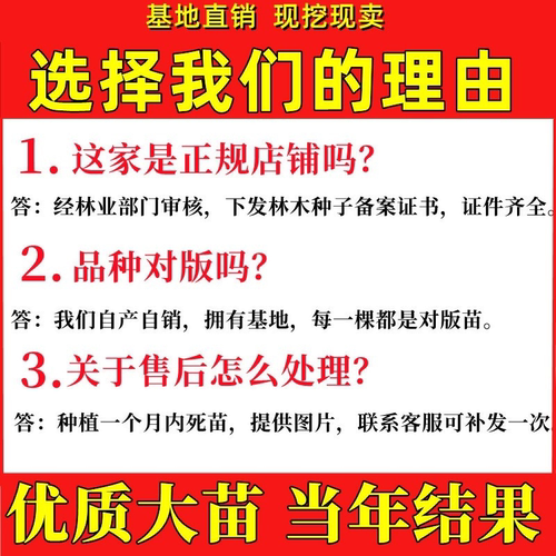 石榴树树苗突尼斯软籽石榴苗特大带土盆栽庭院果树无籽甜石榴树苗 - 图3
