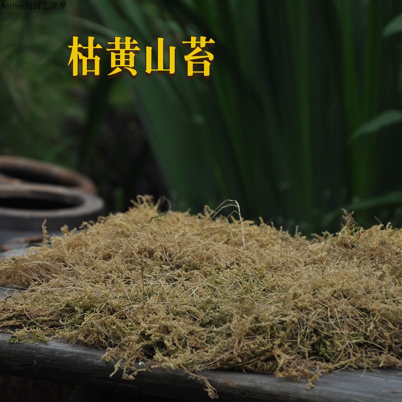 青苔苔藓盆景植物鱼缸微景观生态缸干苔婚礼展会苔藓摄影庭院布景 - 图1