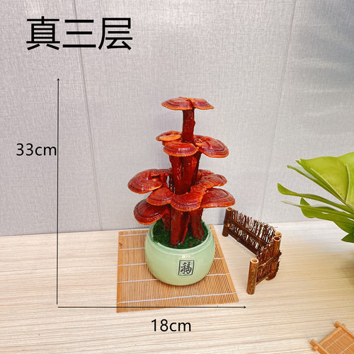 活体灵芝盆栽灵芝盆景灵芝摆件桌面绿植摆件开业送礼盆景办公室 - 图1