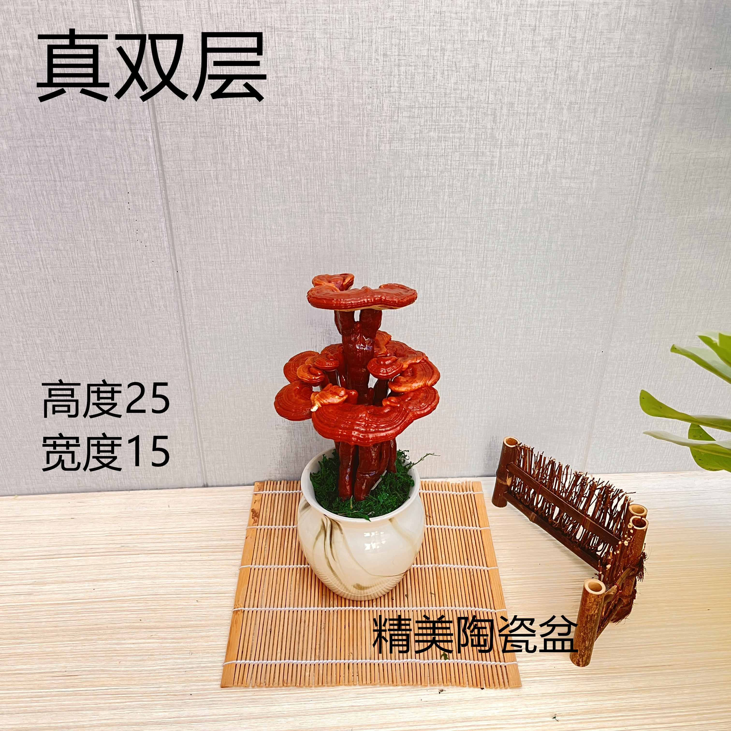 活体灵芝盆栽灵芝盆景灵芝摆件桌面绿植摆件开业送礼盆景办公室 - 图3