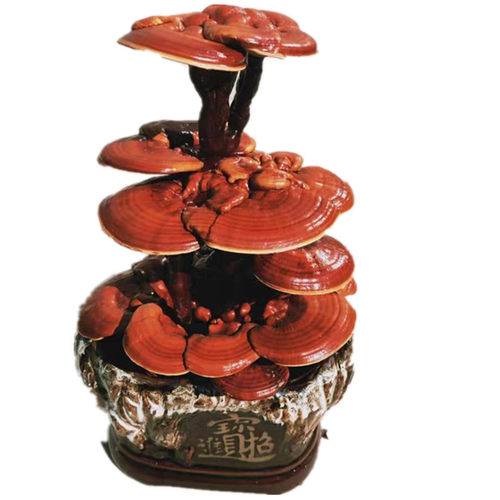 成品灵芝盆景盆栽观赏室内客厅办公桌创意装饰趣味种植活体菌包 - 图1