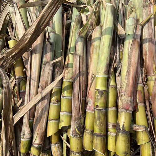 正宗广西水果黑皮甘蔗黄皮甘蔗种苗高产黄金甘蔗种子种植苗籽优良 - 图0