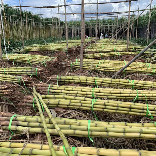 正宗广西水果黑皮甘蔗黄皮甘蔗种苗高产黄金甘蔗种子种植苗籽优良 - 图1