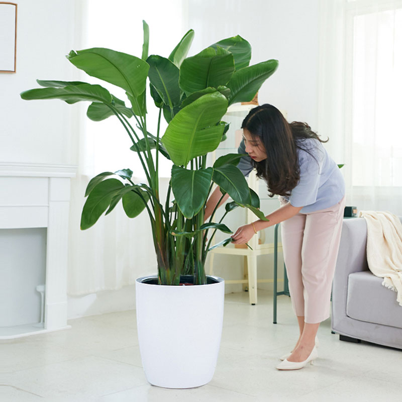 天堂鸟客厅绿植室内大型盆栽四季好养大叶花卉植物鹤望兰 - 图3