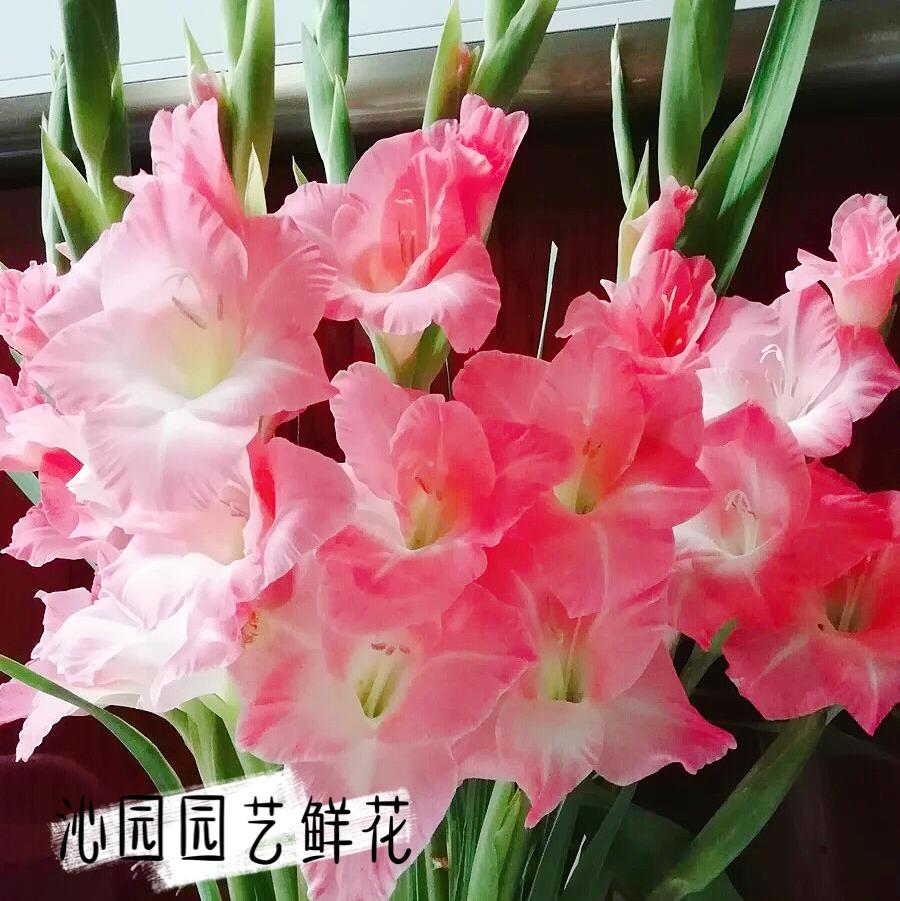 粉色剑兰鲜花束节节高鲜切花同城速递家庭办公室水养基地直发包邮-图1