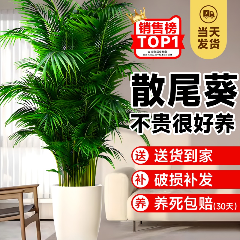 散尾葵植物盆栽客厅大型绿植室内办公室好养凤尾竹盆景天堂鸟花卉-图1