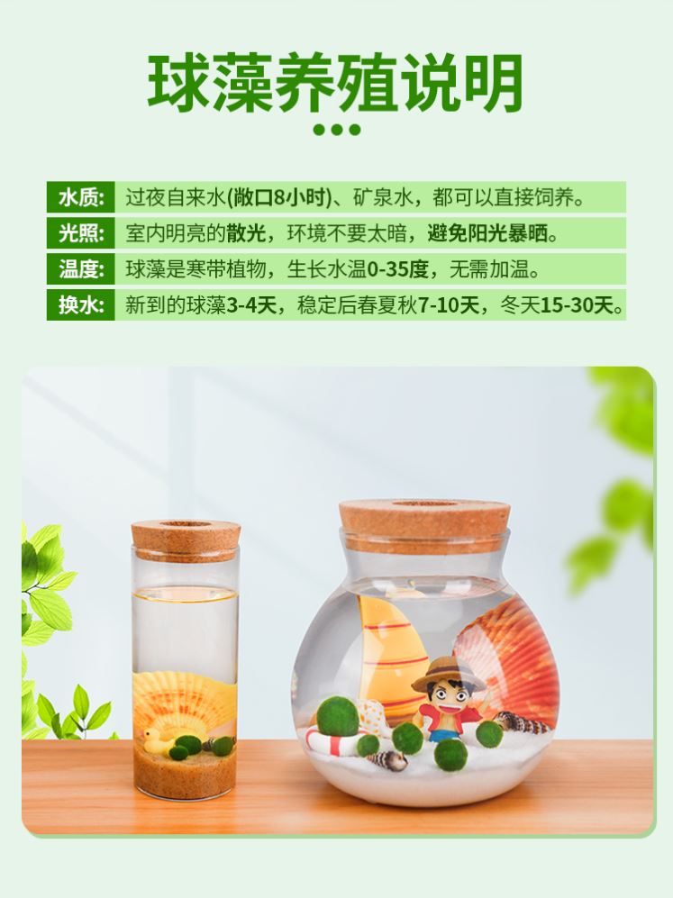 鱼缸水草活体宠物海藻球微景观生态瓶办公室水培创意小植物绿球藻-图1