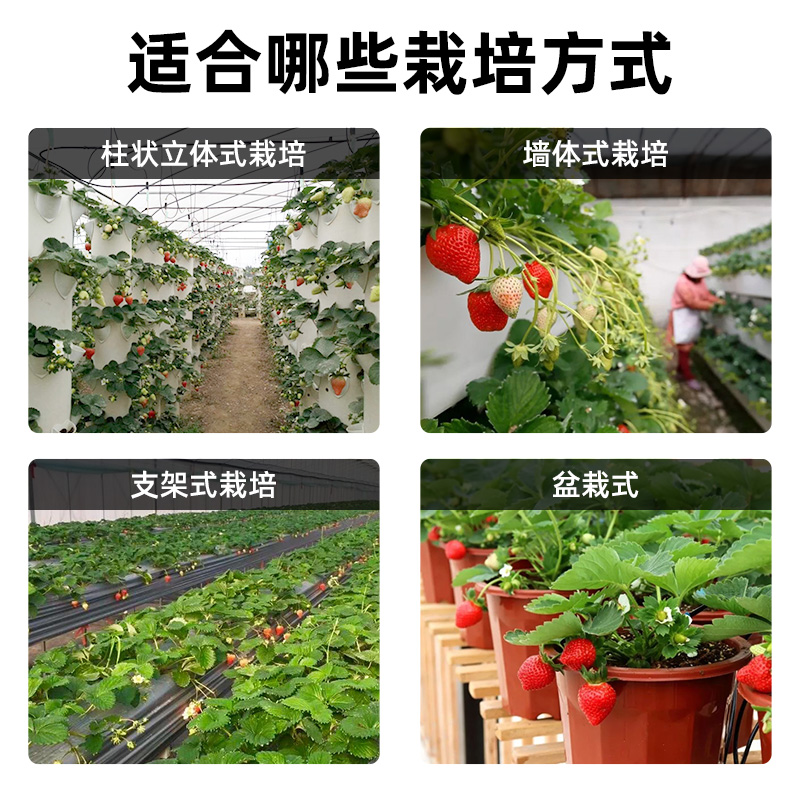 无土栽培基质楼顶阳台种植土营养土草莓专用土种植土盆栽土60升-图3