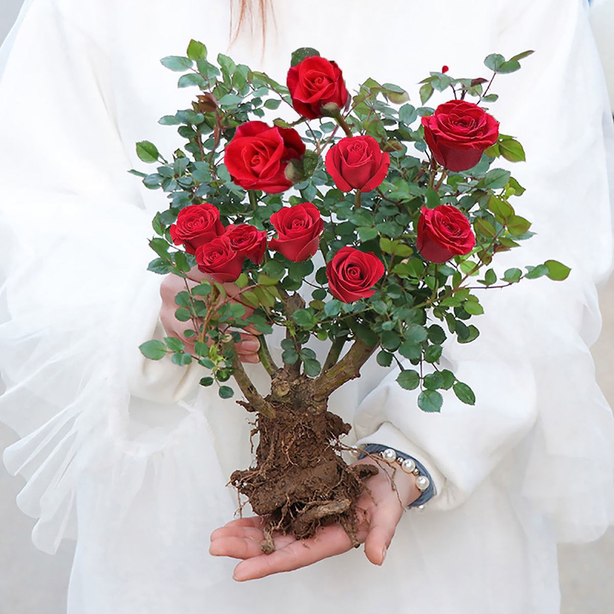 5棵玫瑰花苗四季开花盆栽花卉植物室内花月季花树苗特大花老桩苗-图2