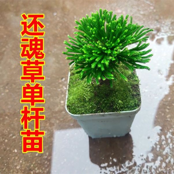 四季还魂草卷柏微型懒人盆景盆栽绿色植物见水室内复活草绿植老桩 - 图3