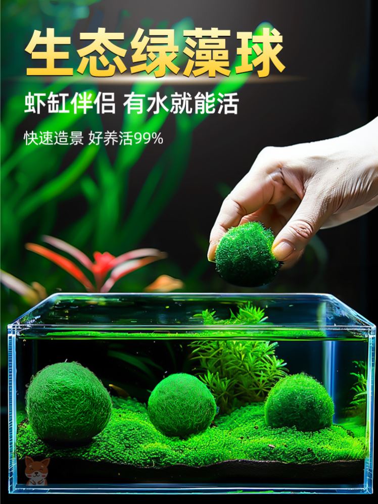 鱼缸海藻球真水草微景观生态瓶绿藻球造景装饰水生水培植物水藻球 - 图2