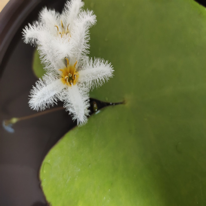 一叶莲水生水培植物花卉盆栽龟鱼虾缸水草浮萍水葫芦水芙蓉绿植 - 图2