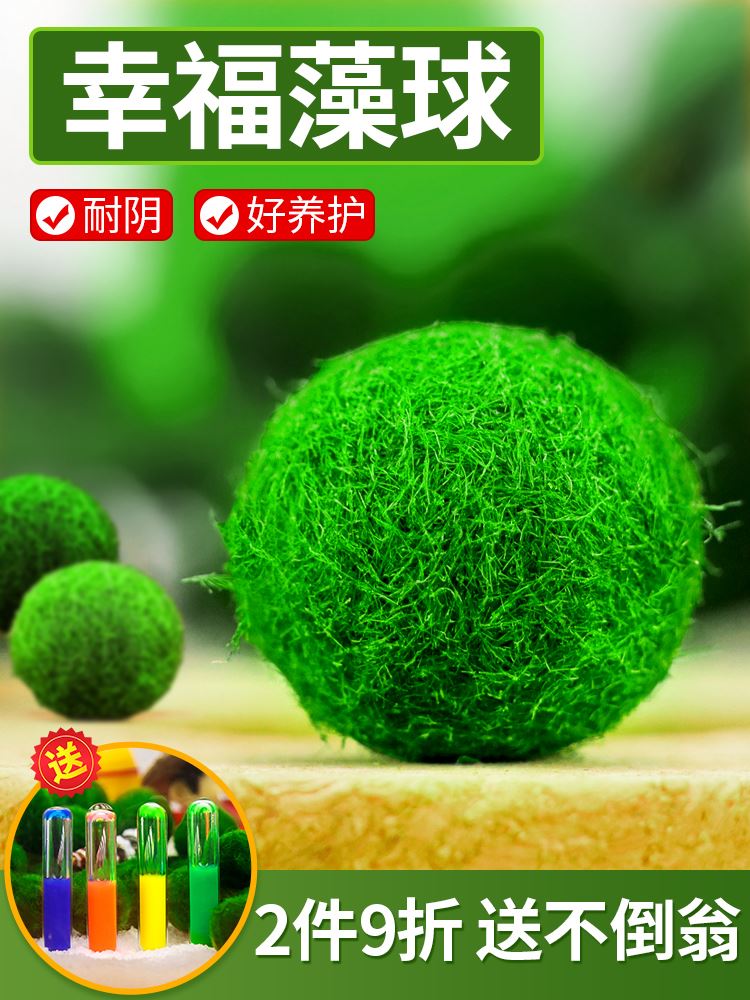 鱼缸水草活体宠物海藻球微景观生态瓶办公室水培创意小植物绿球藻-图0