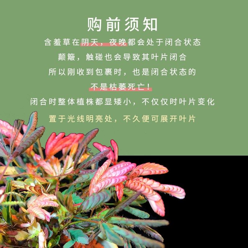 彩叶含羞草盆栽害羞草植物花卉室内办公室桌面小绿植花苗跳舞草 - 图0