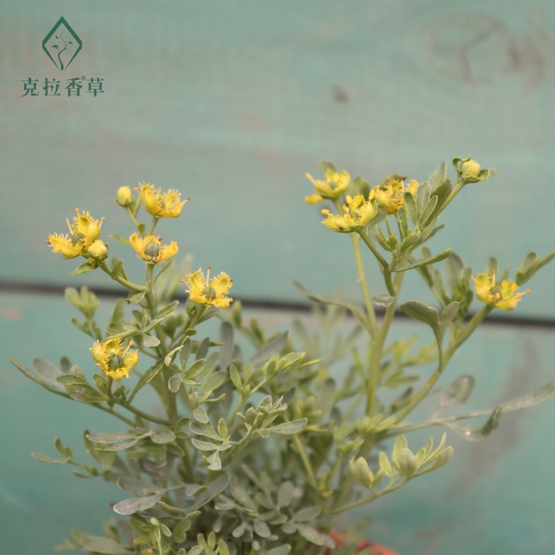 芸香可食用多年生香草植物盆栽克拉香草臭草做绿豆汤解暑驱蚊好养 - 图0