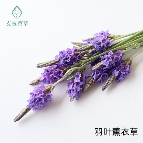 9种薰衣草组合盆栽西班牙玉兔齿叶真庭院阳台食用观赏克拉香草 - 图0