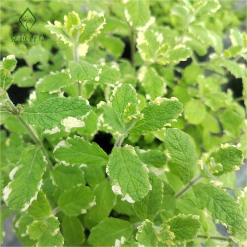 凤梨薄荷可食用多年生香草植物盆栽克拉香草泡水调饮料口感温和 - 图1