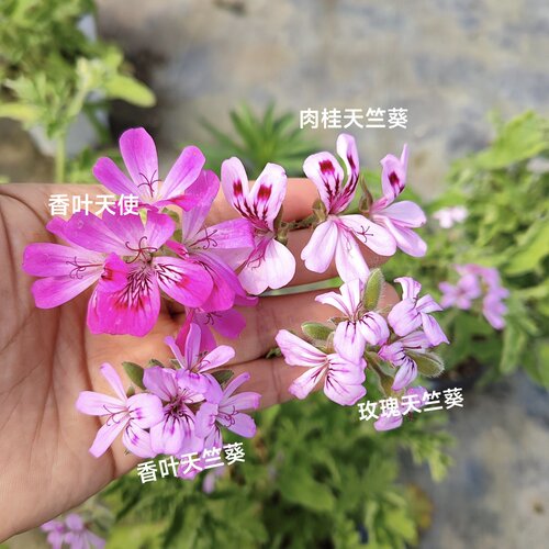 芳香天竺葵 5个品种  玫瑰 香叶 苹果 肉桂  观赏 食用 香草 - 图2