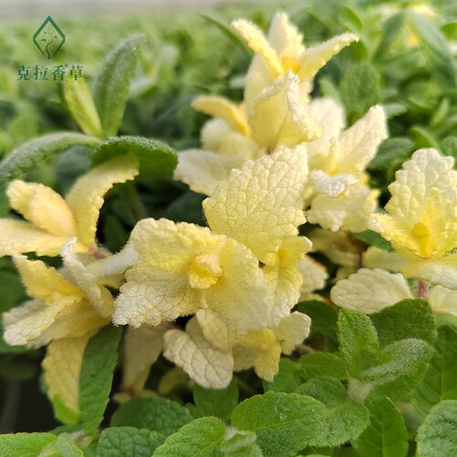 凤梨薄荷可食用多年生香草植物盆栽克拉香草泡水调饮料口感温和 - 图2