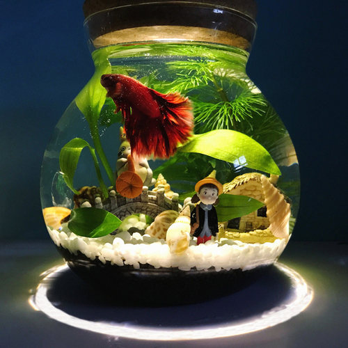 五年级科学生态瓶鱼微景观水族箱造景斗鱼缸办公桌面客厅玻璃鱼缸 - 图2