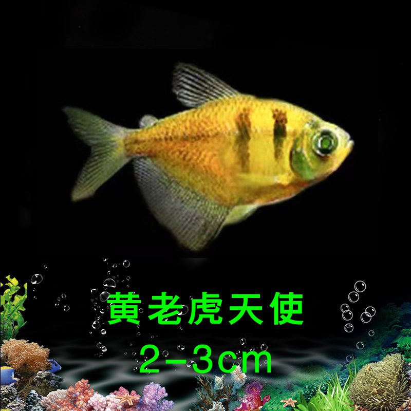 天使鱼青苹果绿天使鱼新手好养活荧光鱼观赏鱼热带鱼斑马鱼小型鱼 - 图2