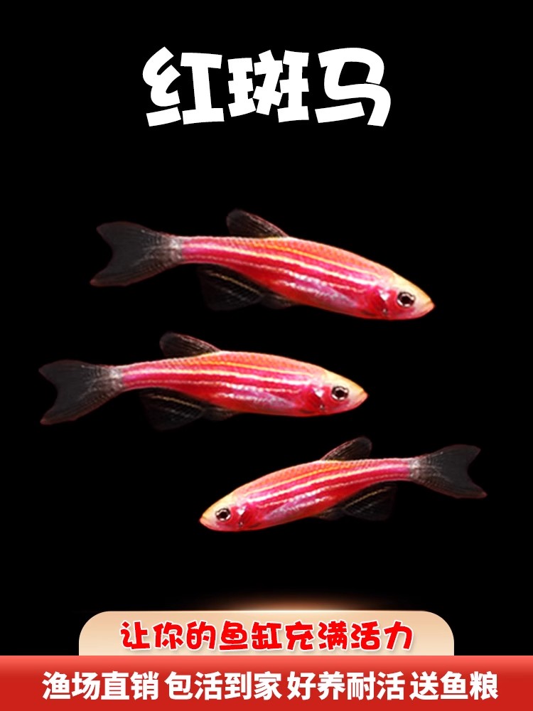 斑马鱼灯科鱼大号活体冷淡水新练手好养红绿灯小型热带观赏金鱼苗 - 图2